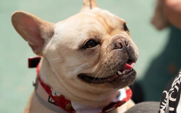 法牛犬好養(yǎng)嗎怎么訓(xùn)練