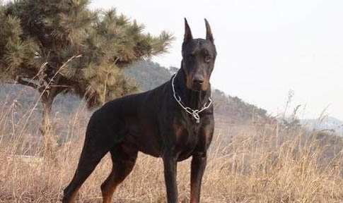 拳師犬與杜賓哪個好