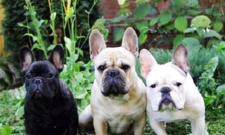 法斗犬和斗牛犬的區(qū)別