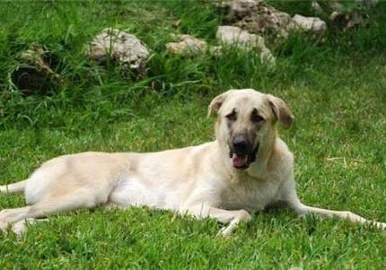 選購英國古代牧羊犬時(shí)要注意什么