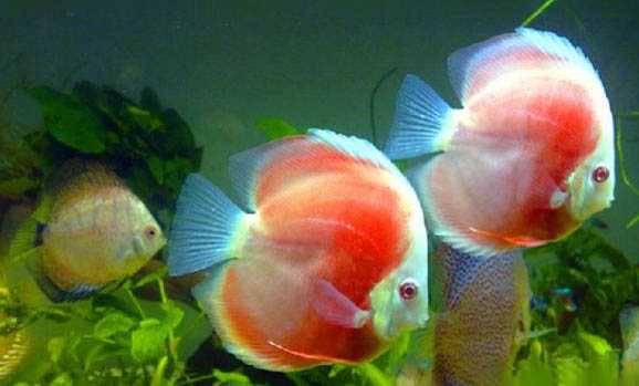 七彩神仙魚(yú)怎么用腸蟲(chóng)清