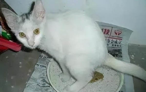 貓咪故意在床上拉屎