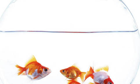 魚缸的水渾濁怎么辦