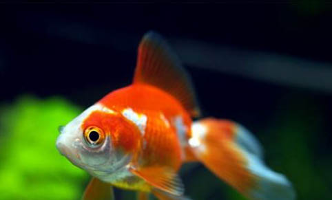 招財(cái)魚可以和羅漢混養(yǎng)嗎