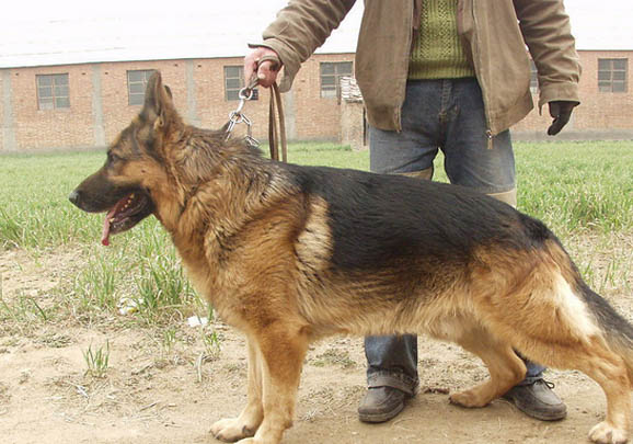 選購英國古代牧羊犬時要注意什么