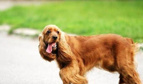 美國可卡犬鼻子出血的原因及處理方法