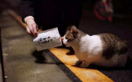 貓咪耳朵耳螨怎么辦