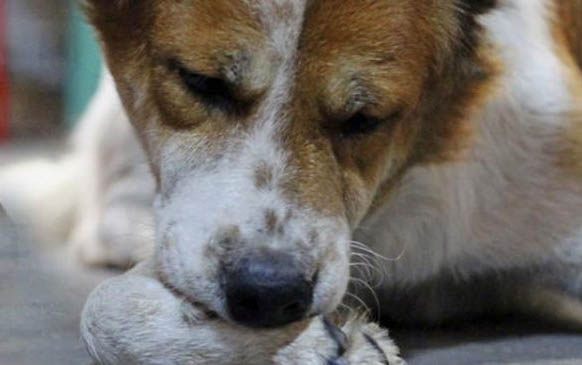 狗狗嘔吐不吃飯怎么辦呢