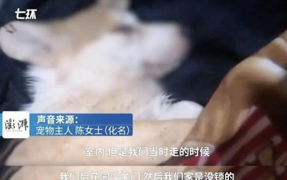 怎么讓小狗在固定地方上廁所