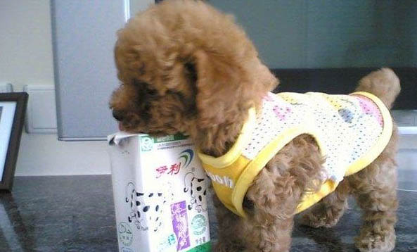幼犬多少天喂一次狗糧