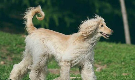 阿富汗獵犬多少錢(qián)一只