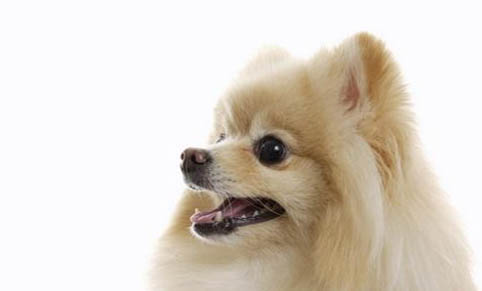 純種白色博美犬圖片及價(jià)格