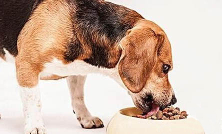 不知道幼犬吃多了拉稀怎么辦?