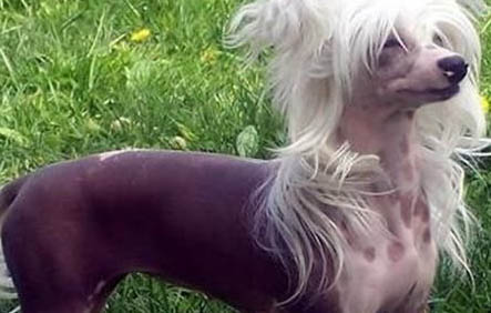 高加索犬和圣伯納犬哪個大