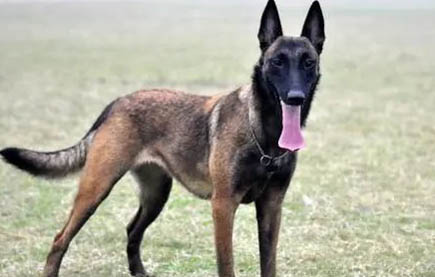馬犬生小狗后注意事項(xiàng)有哪些