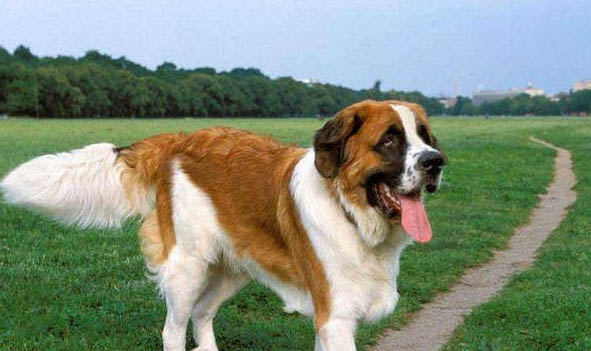 圣伯納犬為什么禁養(yǎng)