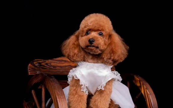 泰迪犬和比熊犬哪個(gè)好養(yǎng)