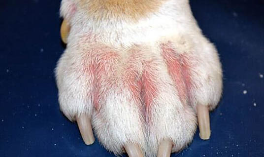 如何訓(xùn)練寵物犬聽(tīng)命前進(jìn)