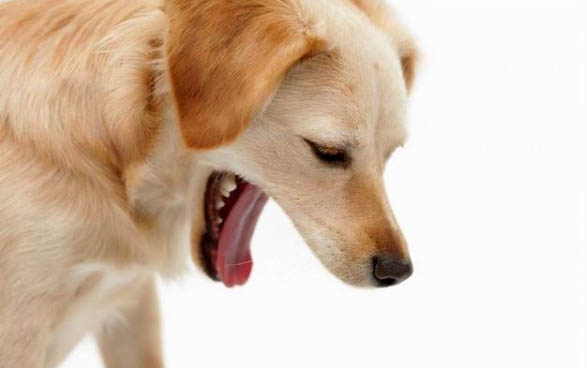 狗狗身上膿包怎么處理？