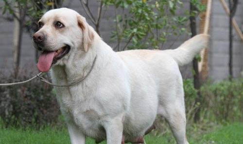 棉花面紗犬哪里有賣