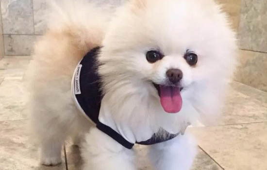 如何給博美狗狗剪毛