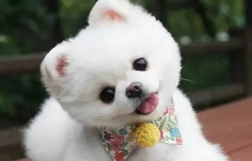 博美犬吃什么狗糧最好
