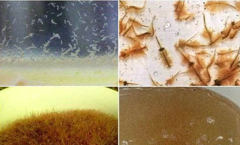 怎樣才能最快的用自來水養魚？