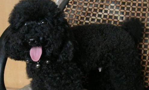 狗狗細小死亡前的征兆