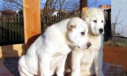 中亞牧羊犬骨折癥狀有哪些