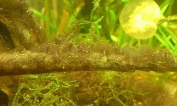 魚缸爆氧對魚有好處嗎?