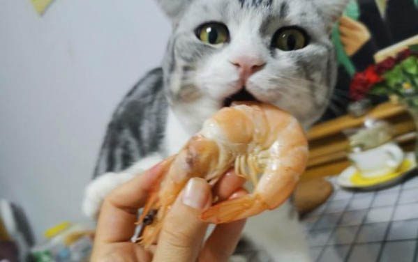 為什么貓咪這么喜歡進房間