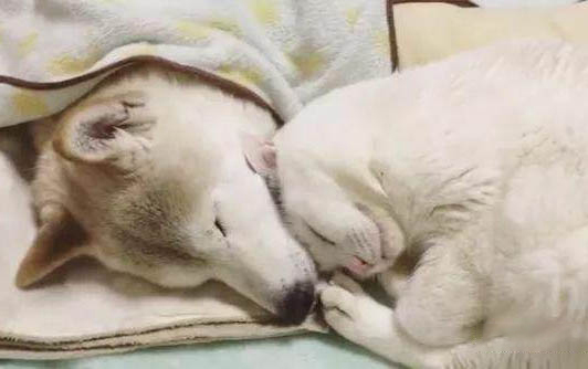 貓咪拉黃水大便但是很活潑怎么回事啊