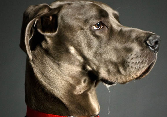 大丹犬多少錢一只?據(jù)說是世界上最高的犬種