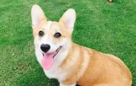 為什么要給狗狗洗澡