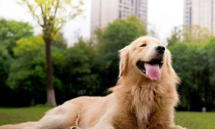 狗狗得了細小有哪些原因