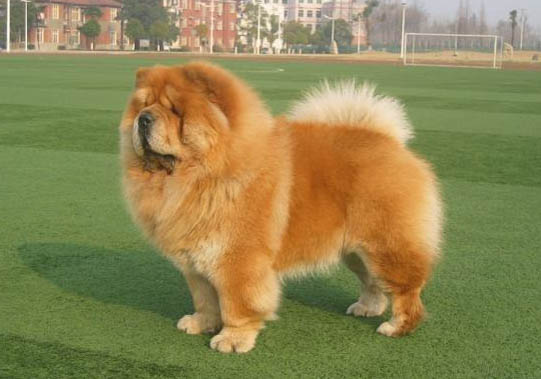 松獅犬癲瘋怎么處理