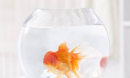 什么龜可以和魚一起養?