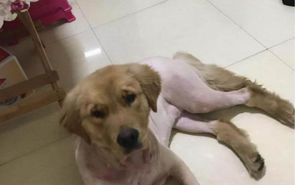 茶杯犬和金毛哪個好