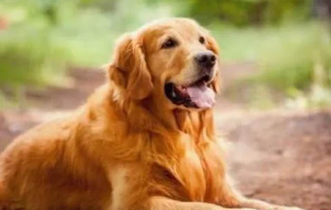 飼養(yǎng)金毛尋回幼犬注意事項