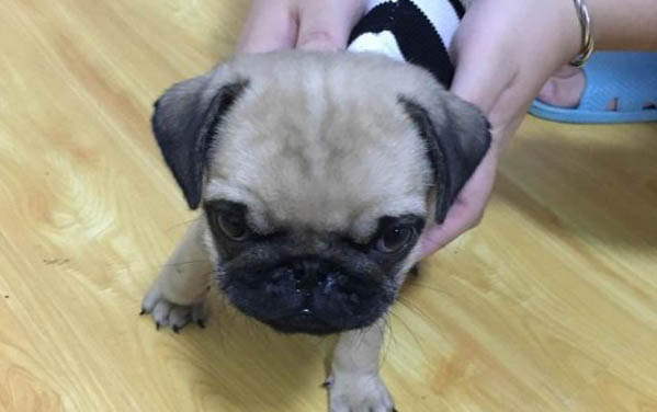 巴哥犬真的不叫嗎