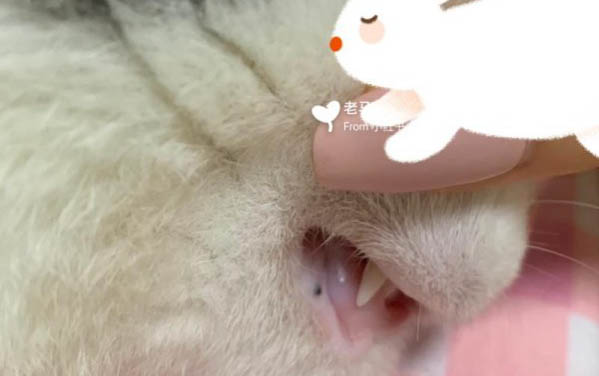 為什么給貓咪吃了打蟲藥會的貓瘟
