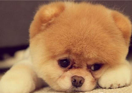 博美犬好養(yǎng)嗎?