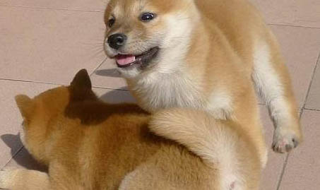 秋田犬多久成年