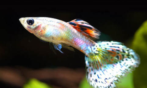 孔雀魚溫度控制多少度合適