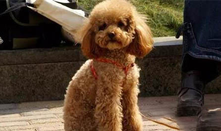 狗狗怎么越長越丑