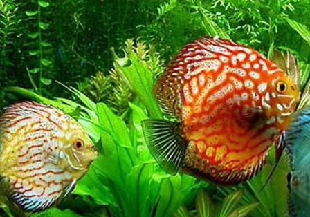 怎樣才能最快的用自來水養魚？