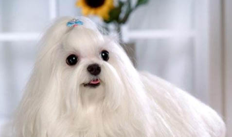 馬爾濟斯犬的智商水平如何