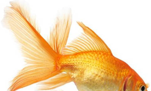 兩條銀龍魚能一起養(yǎng)嗎