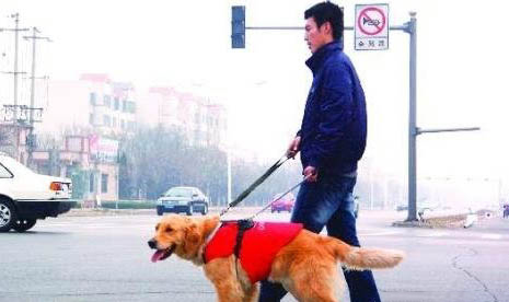 為什么導盲犬不能玩球?