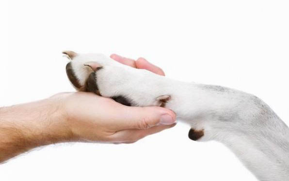 犬瘟治療多久才算恢復(fù)期